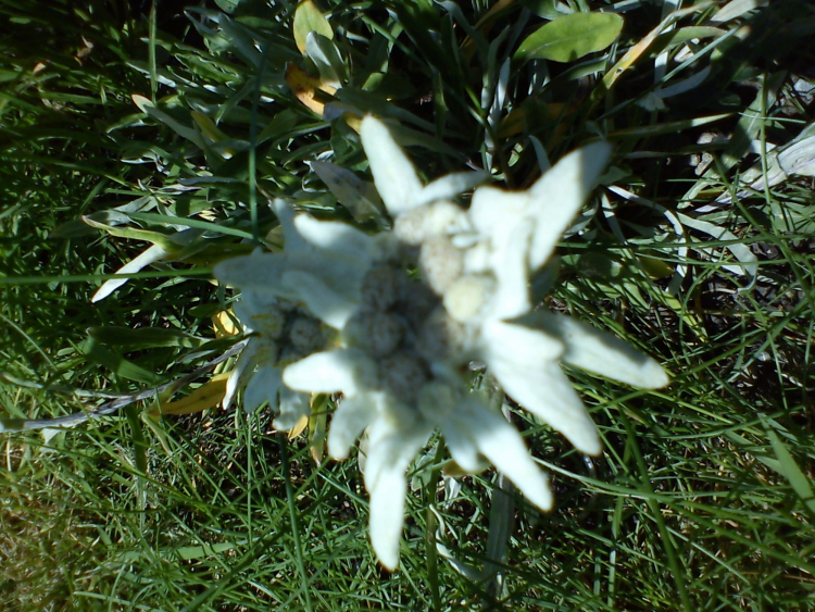 Floarea-de-Colț