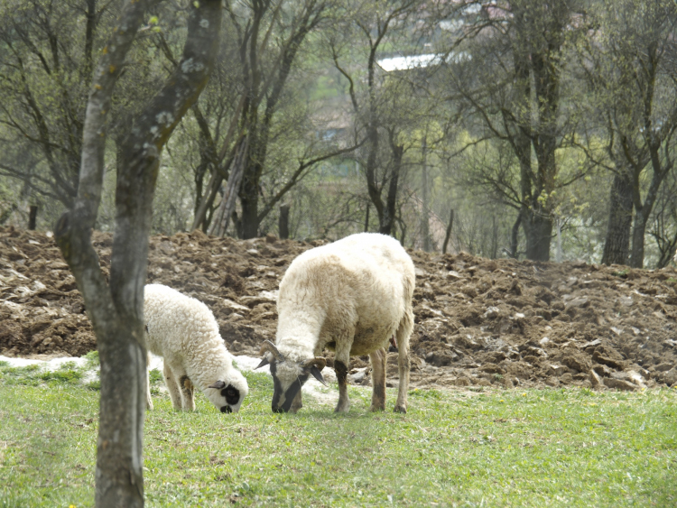 Măsura oilor la Dumbrava - tradiţie şi continuitate 