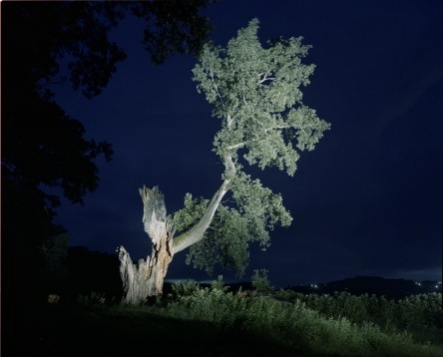 Arbori Bătrâni by Florin Ghenade