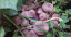 Ghebe (Armillaria Mellea)