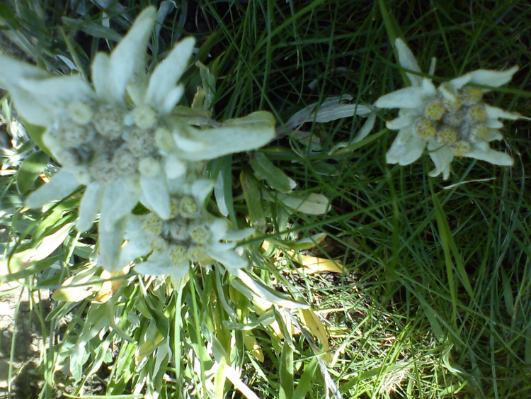 Floarea-de-Colț
