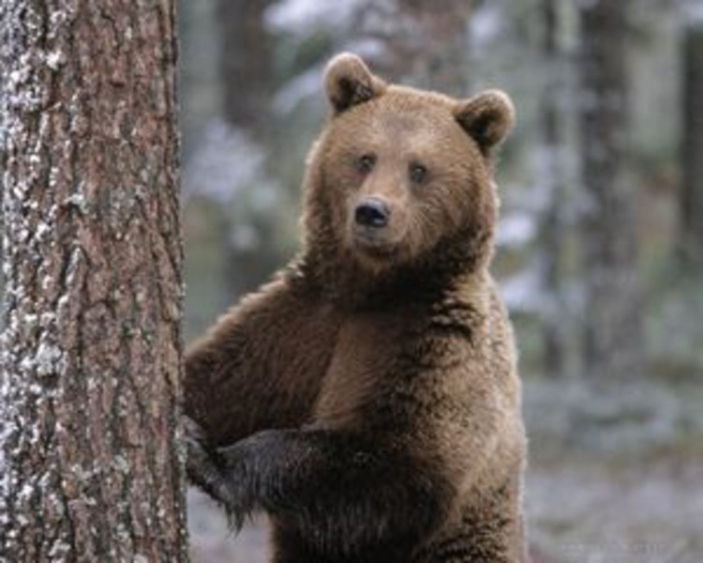Ursul brun (Ursus arctos)