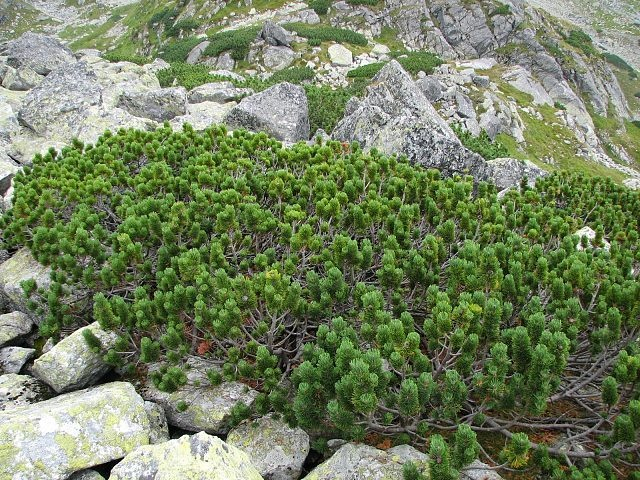 Zâmbrul (Pinus cembra)