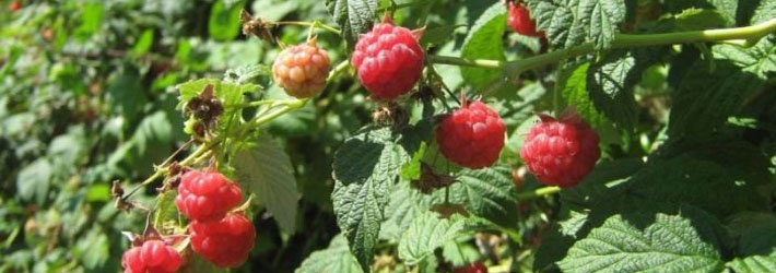 Zmeurul (Rubus Idaeus)