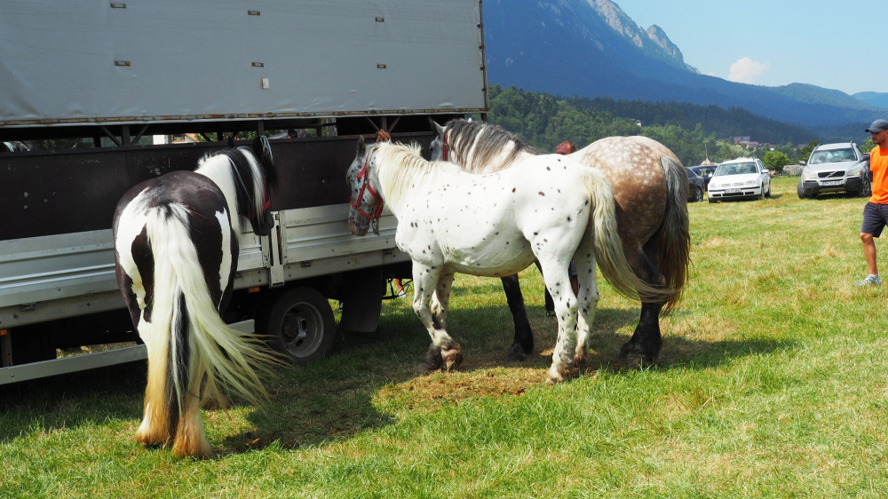 Târg național de cai de rasă la Bușteni