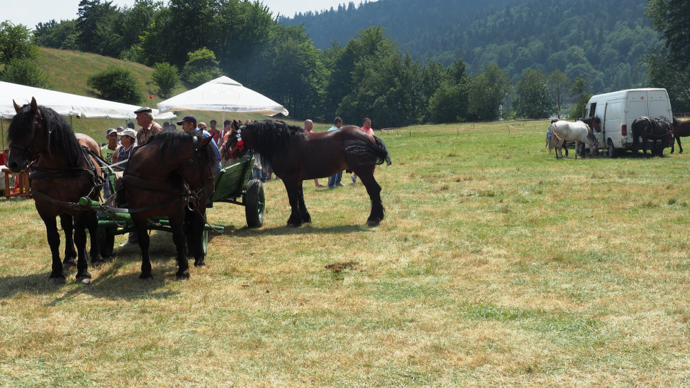 Târg național de cai de rasă la Bușteni