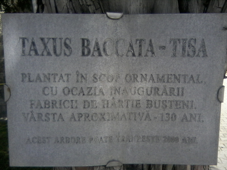 Taxus Baccata ( Tisa)