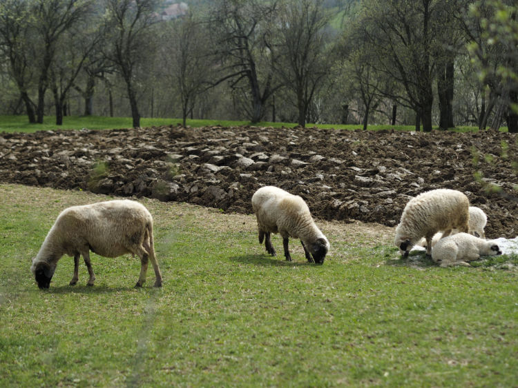 Măsura oilor la Dumbrava - tradiţie şi continuitate 