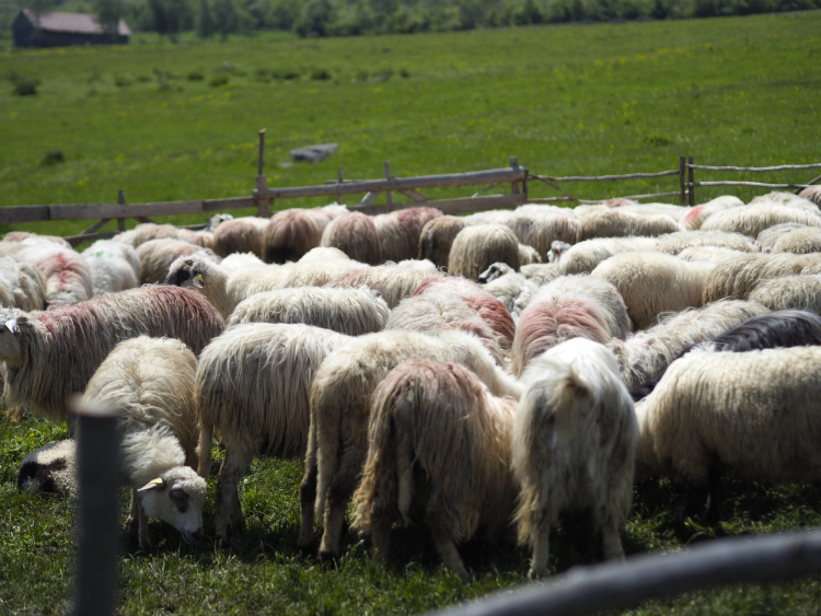 Măsura oilor – o altă sărbătoare a satului Dumbrava