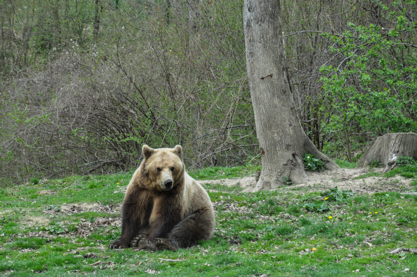 „Libearty” Zărnești—Cel mai mare sanctuar de urși bruni din lume