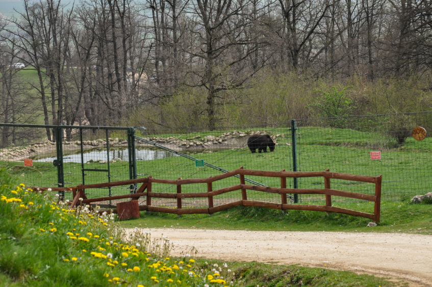 „Libearty” Zărnești—Cel mai mare sanctuar de urși bruni din lume