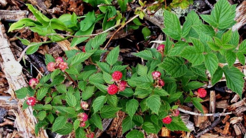 Zmeurul (Rubus Idaeus)
