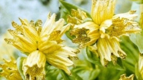 Ghinţura galbenǎ-plantǎ medicinalǎ 