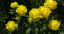Bulbucul de munte sau Bujorul galben (Trollius europaeus)